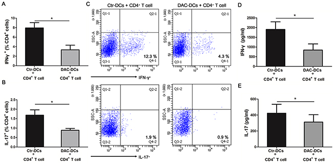 DAC treatment inhibits the Th1 and Th17 responses.
