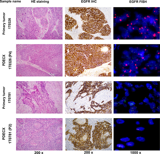 H&#x0026;E, EGFR IHC and FISH staining of PDECX models and corresponding primary patient tumor specimens.