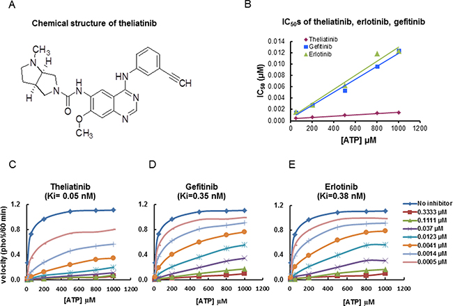 Chemical structure of theliatinib and its enzyme kinetics on EGFR inhibition.