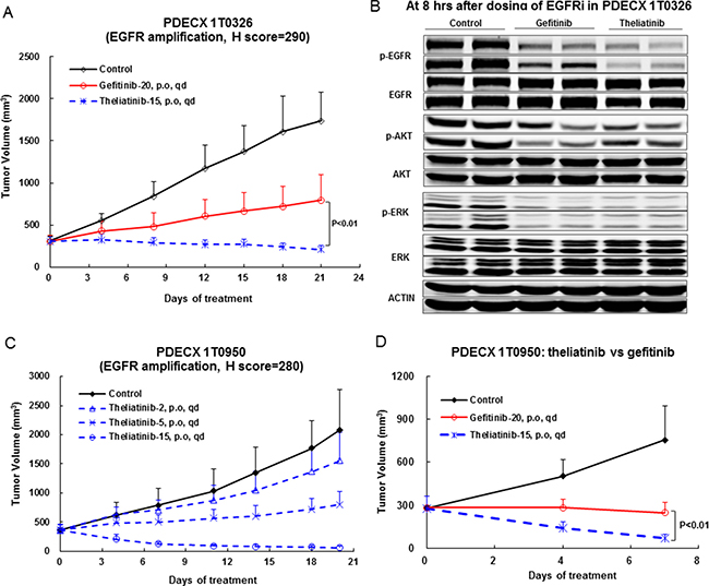 Anti-tumor efficacy of theliatinib in PDECX models with EGFR gene amplification and overexpression.