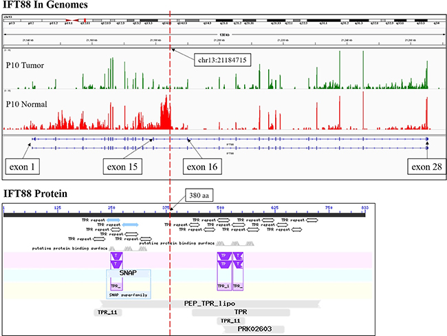 The RNA-Seq reads coverage and functional domains of IFT88.