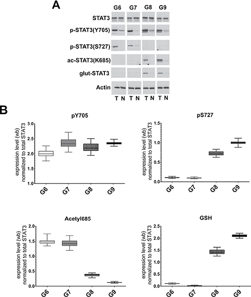 Analysis of STAT3 PTMs in FFPE samples with different Gleason score.