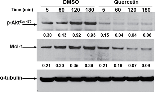 Quercetin down-regulates Mcl-1 and inhibits Akt phosphorylation in HG3.