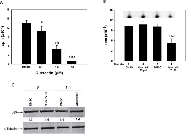 Quercetin inhibits PI3K activity in vitro and in HG3 cells.