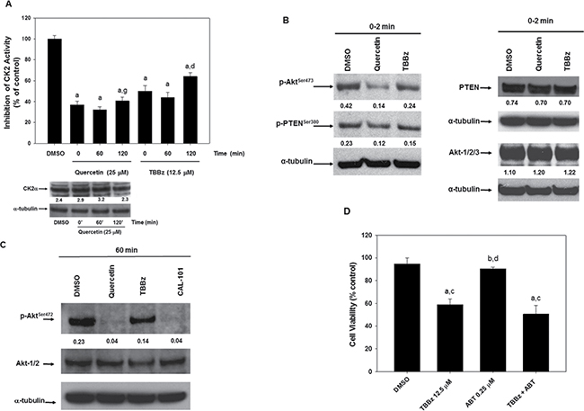 Quercetin inhibits CK2 activity restoring the control of PTEN on PI3K-Akt pathway.