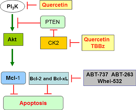 Scheme summarizing the key targets of quercetin in HG3 cells.