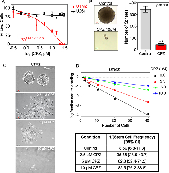 Effect of CPZ on proliferation of TMZ-resistant cells.