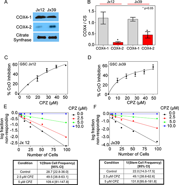 Effects of CPZ on GSCs from human xenografts.