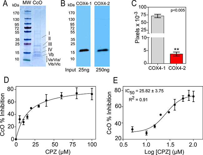 Effect of CPZ on CcO purified from bovine heart.