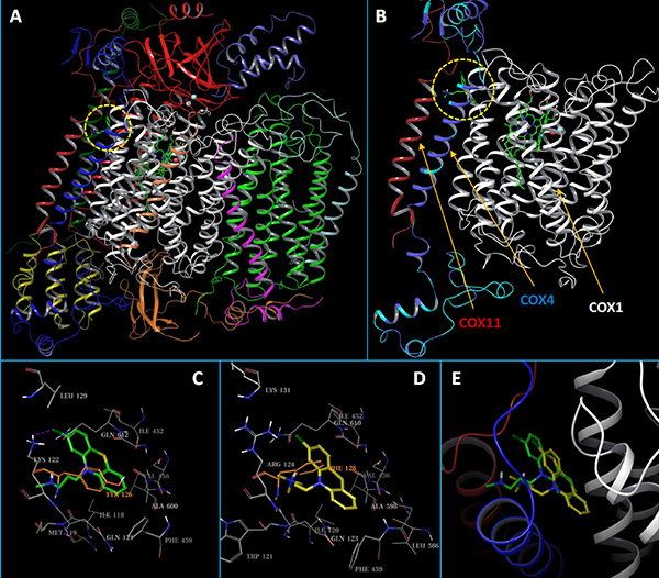 Structural presentation of the predicted binding modes of CPZ to human CcO.