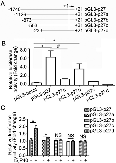 rSjP40 increased p27 promoter activity in LX-2 cells via transcription factors that bind to the -1740/-873 region of the p27 promoter.