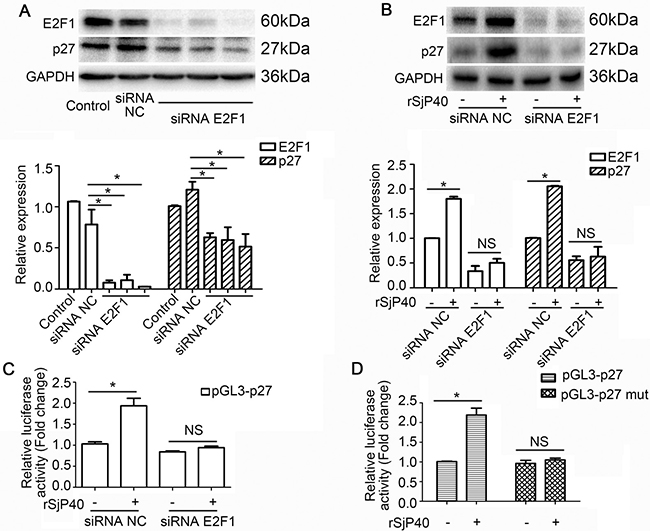 rSjP40 mediated enhancement of p27 promoter activity was related to E2F1 in LX-2 cells.
