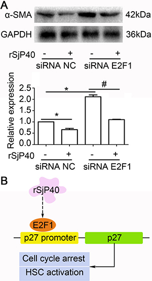 Inhibition of &#x03B1;-SMA expression mediated by rSjP40 was related to E2F1 in LX-2 cells.