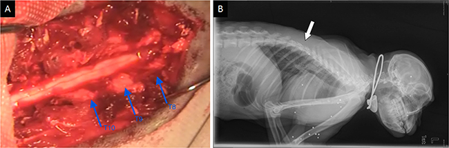 Intraoperative photographs and X-ray plain of the rhesus monkey model.