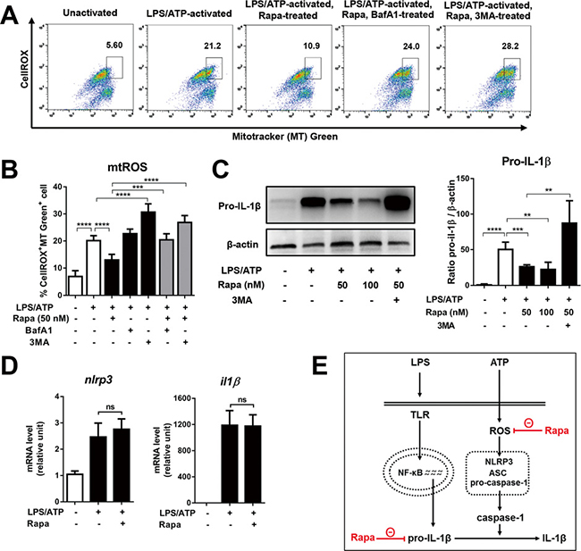 Rapamycin reduces mitochondrial ROS and pro-IL1&#x03B2;, but does not change mRNA levels of NLRP3 and IL-1&#x03B2;.