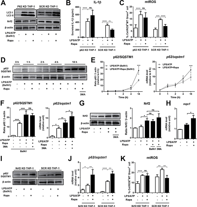 Rapamycin upregulates p62/SQSTM1 and Nrf 2 that are critical for mtROS and NLRP3 inflammasome suppression.