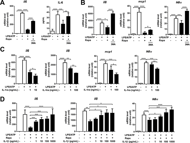Rapamycin suppresses transcription of IL-6, IL-8, MCP-1, and I&#x03BA;B&#x03B1;.