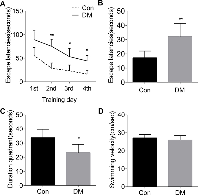 The spatial learning and memory deficits in diabetic rats.