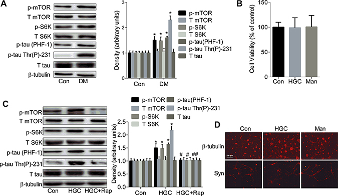 The up-regulated mTOR/S6K signalling causes the formation of tau hyperphosphorylation.