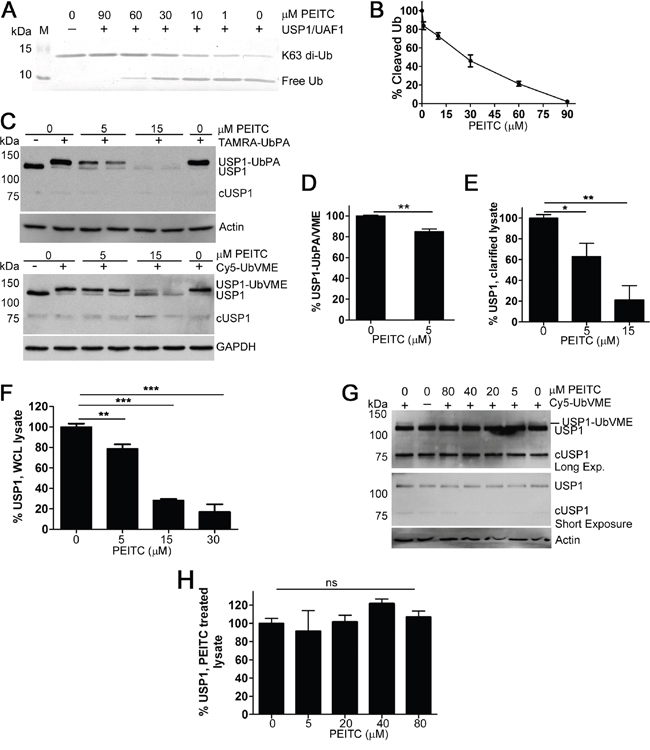 PEITC inhibits recombinant USP1 and leads to USP1 knockdown in living cells.