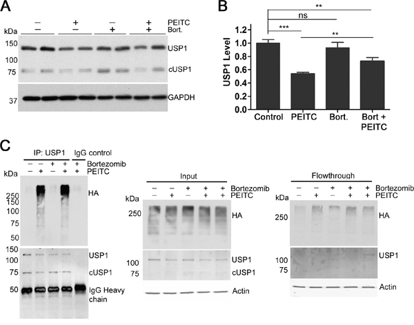 PEITC reduces levels of USP1 by increasing levels of poly-ubiquitinated USP1.
