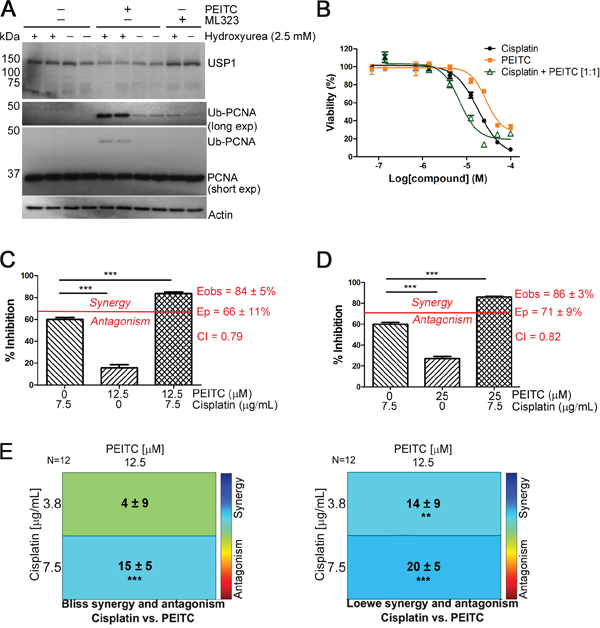 PEITC exerts a synergistic effect on the cisplatin-induced reduction of MCF-7 cell viability.