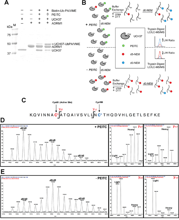 PEITC targets the catalystic cysteine in UCH37.