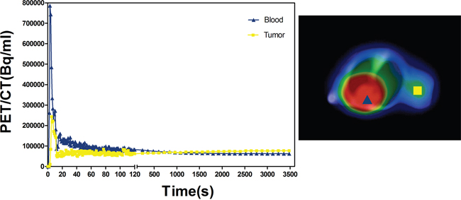 Time&#x2013;activity curves (TAC) of tumor ROI and blood ROI.