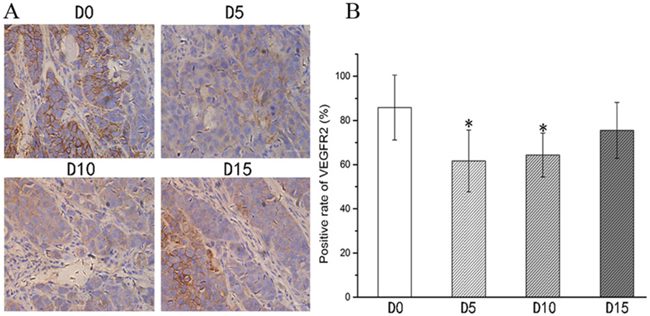 Expression of VEGFR-2 in CNE-2 NPC tumor tissue from D0, D5, D10 and D15.