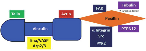 Vinculin and Paxillin binding.