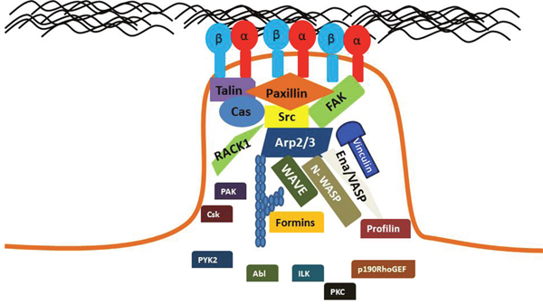 Key proteins are localized to mature FAs.