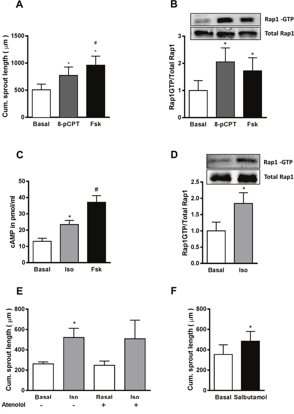 Activation of &#x03B2;2AR increases sprouting angiogenesis by cAMP-dependent activation of Epac1.