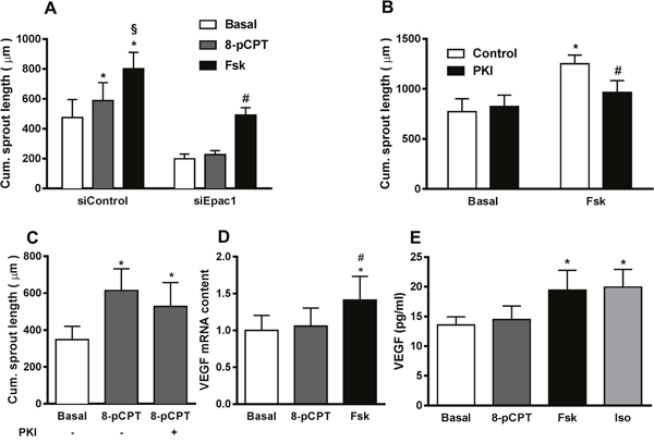 PKA contributes to cAMP-induced increase in sprouting angiogenesis.