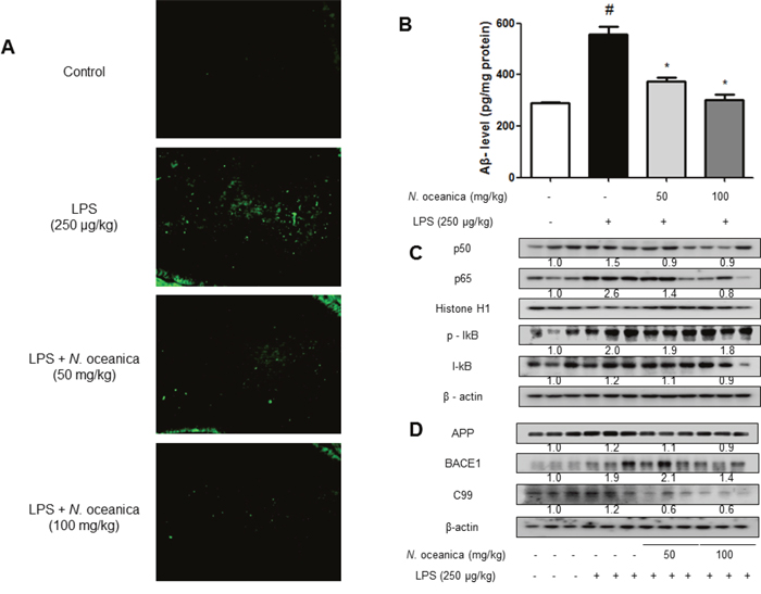 Effect of ethanol extract of Nannochloropsis oceanica on A&#x03B2; accumulation and expression of amyloidogenic proteins in the mouse brain.