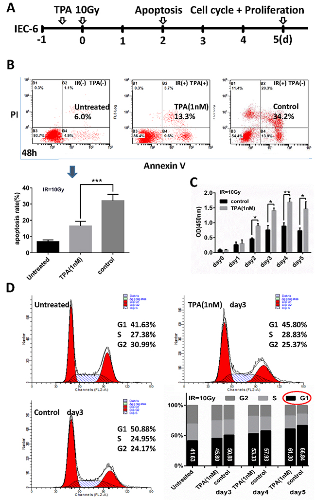 Effects of TPA on radiation-treated cells in-vitro.