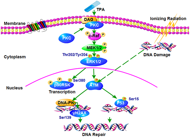 Proposed working model for the signaling pathways that mediates the radiation-induced injury.