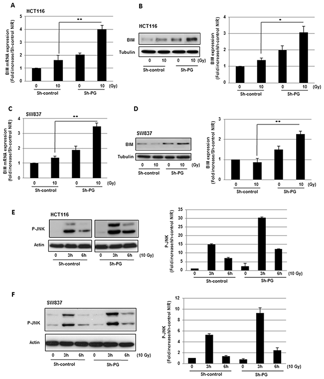 Inhibition of PG gene expression in CRC cells enhances the expression of BIM in response to radiations and increases radio-induced JNK pathway activation.