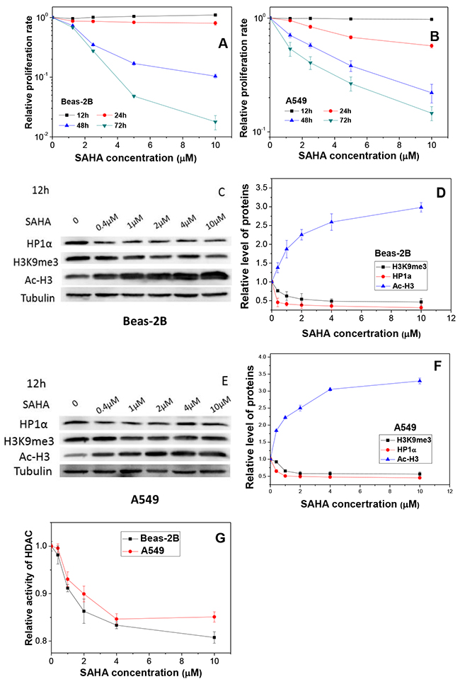 Influence of SAHA in cell proliferation, HDAC activity and chromatin status.