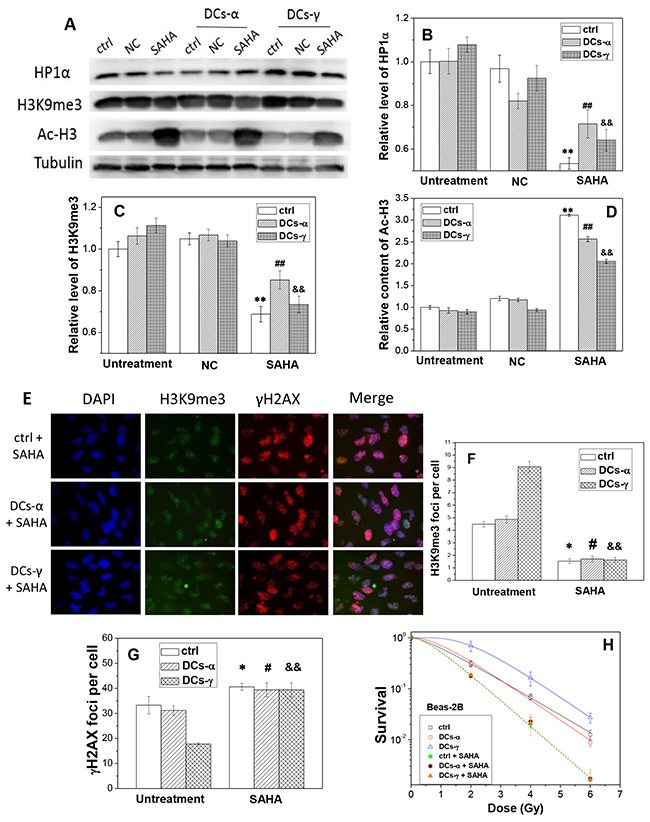 The treatment of cells with SAHA decreases the level of heterochromatin and increases radiosensitivities of DCs-&#x03B1; and DCs-&#x03B3; of Beas-2B cells.