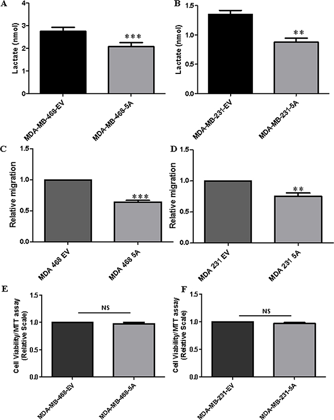 WNT5A signaling inhibits lactate production and cell migration but not cell proliferation in breast cancer cells.