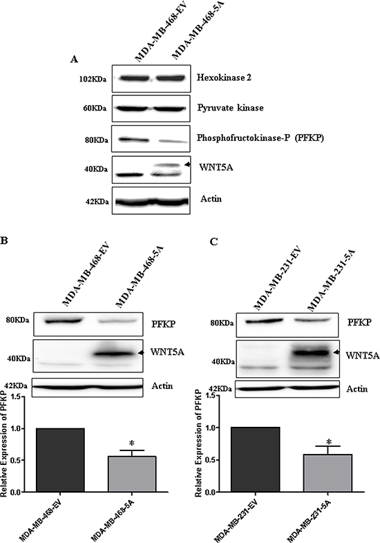 WNT5A signaling inhibits PFKP expression in breast cancer cells.