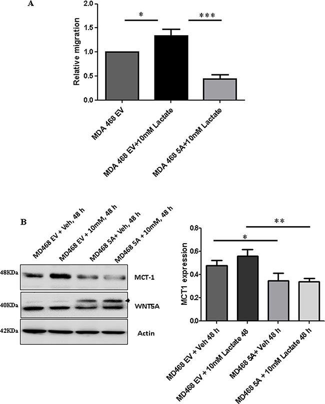 Lactate-induced migration of breast cancer cells is impaired in the presence of WNT5A signaling in MDA-MB-468 cells transfected with WNT5A.