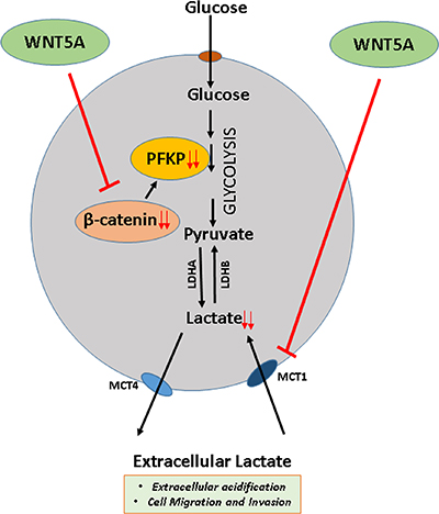 Schematic diagram of WNT5A signaling regulation of aerobic glycolysis in breast cancer cells.