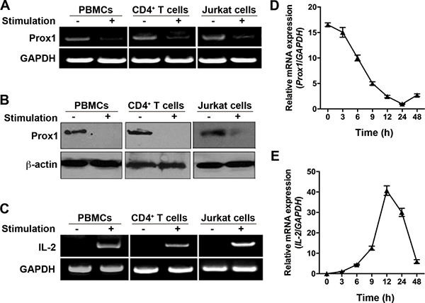 Expression of Prox1 mRNA and protein in T cells.