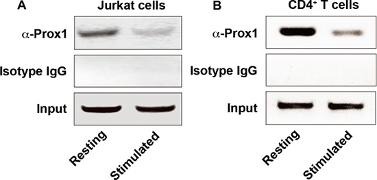 Prox1 is associated with IL-2 promoter.