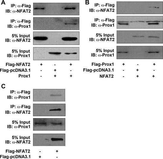 Prox1 is physically associated with NFAT2.