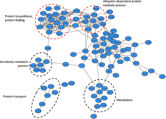 Interactome network of proteins altered during bladder cancer invasion.