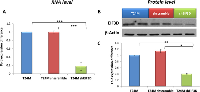 Evaluation of EIF3D knockdown in T24M cells at the RNA and protein level.