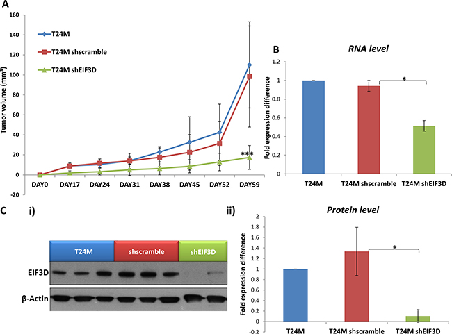 The knockdown of EIF3D impairs tumor growth in vivo.