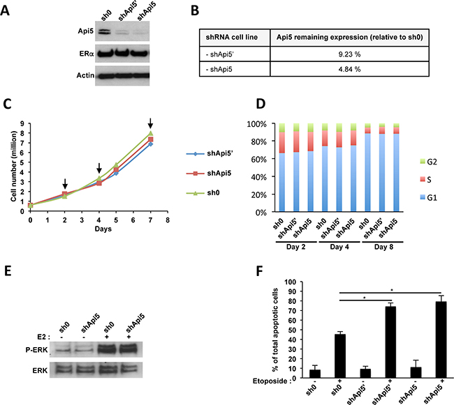 Api5 knockdown in MCF7 cells.